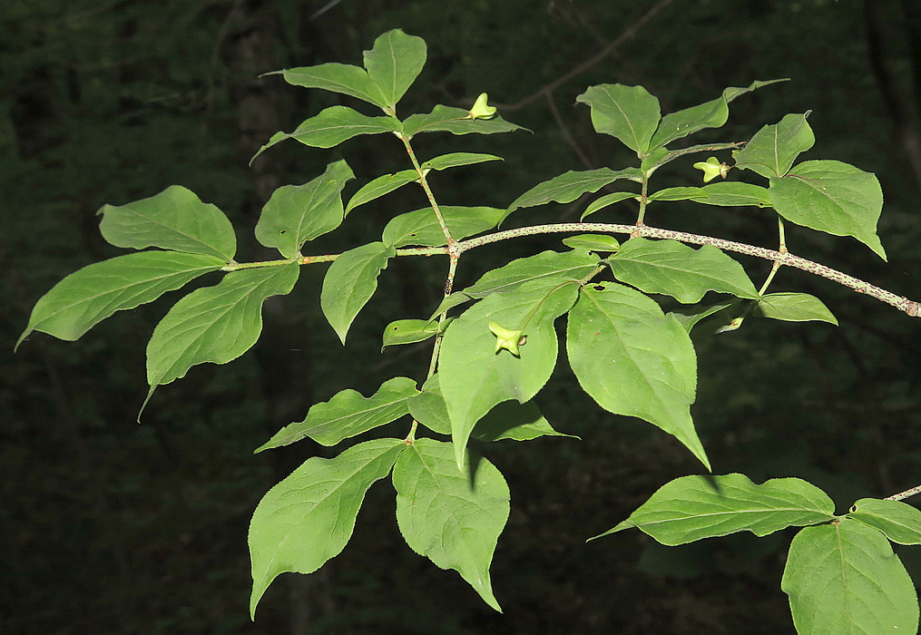 Изображение особи Euonymus pauciflorus.