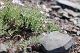 Gypsophila violacea. Цветущее растение на щебнистом склоне. Магаданская обл., Колымское нагорье, склон сопки Беличья близ пос. Ягодное. 19.07.2009.