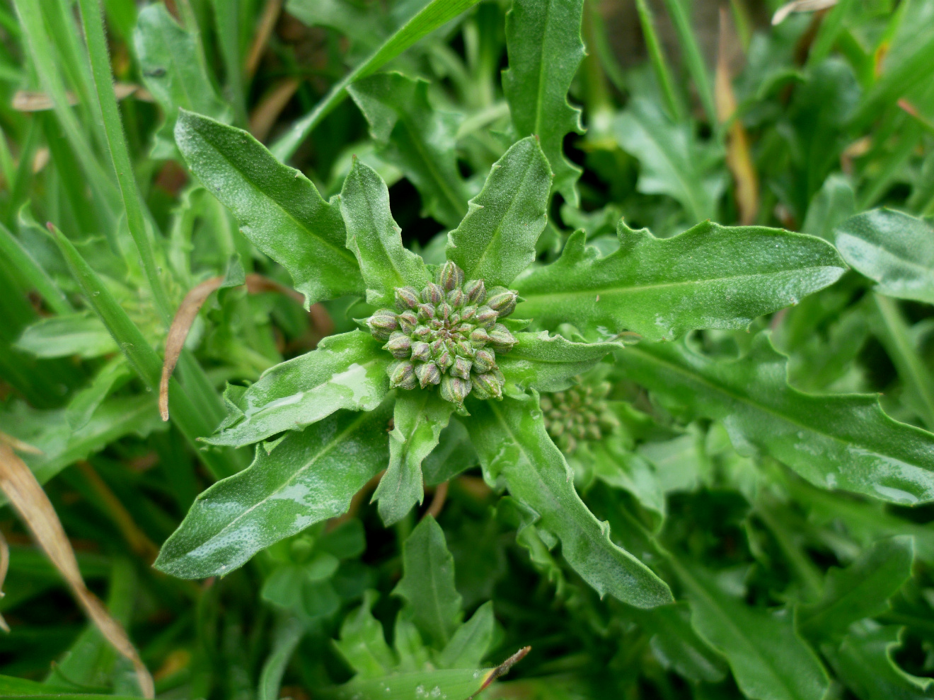 Image of Erysimum cuspidatum specimen.