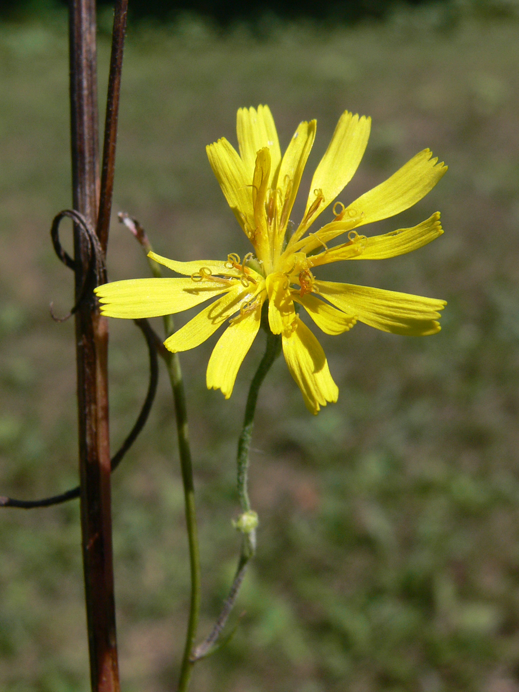 Изображение особи Crepis tectorum.