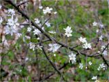 Prunus spinosa. Часть ветки цветущего растения. Украина, Ивано-Франковская обл., Болеховский горсовет, Поляницкий сельсовет, Поляницкий региональный ландшафтный парк, опушка букового леса, берег речки. 15.04.2017.