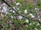 Prunus spinosa