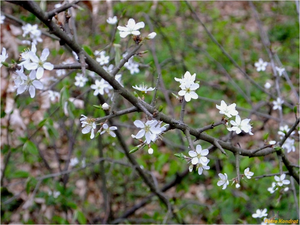 Изображение особи Prunus spinosa.