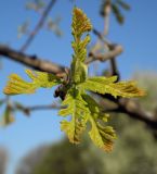 Quercus macrocarpa. Распускающийся молодой побег. Украина, г. Луганск, в культуре. 28.04.2017.