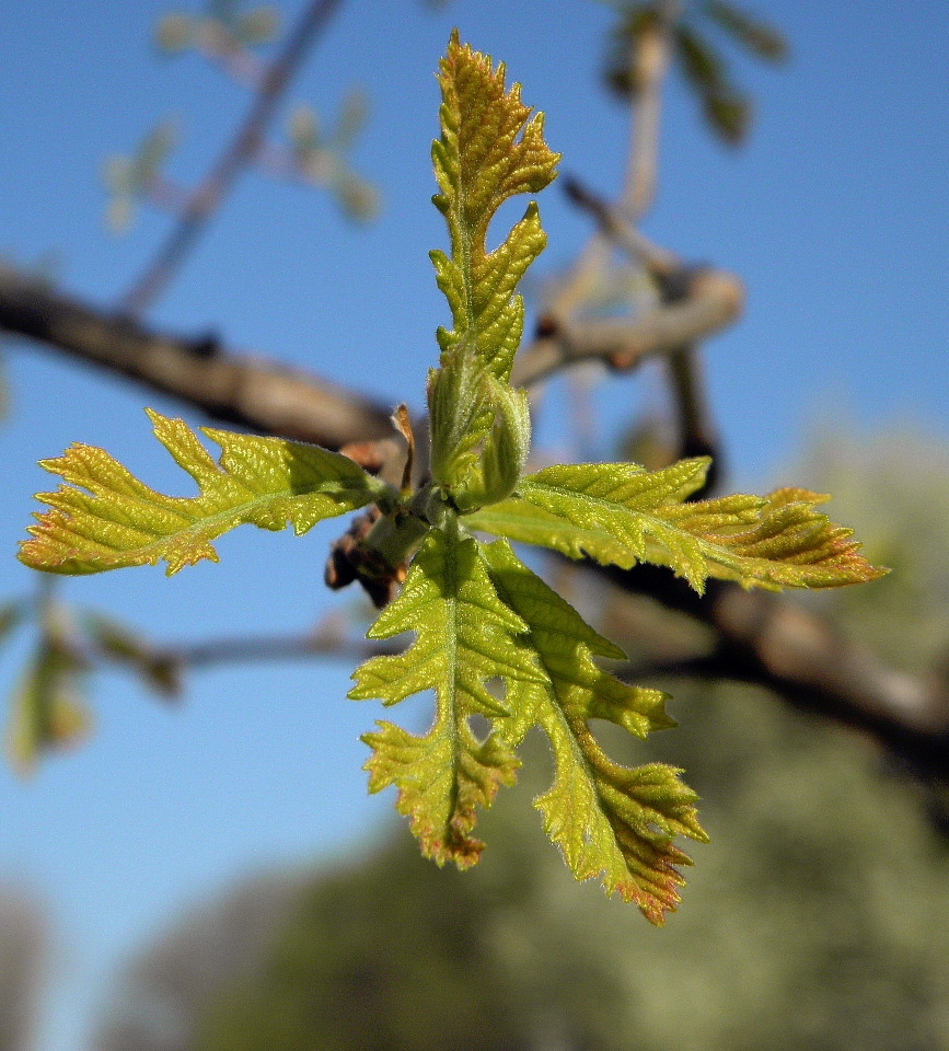 Изображение особи Quercus macrocarpa.