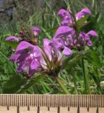 Lamium maculatum