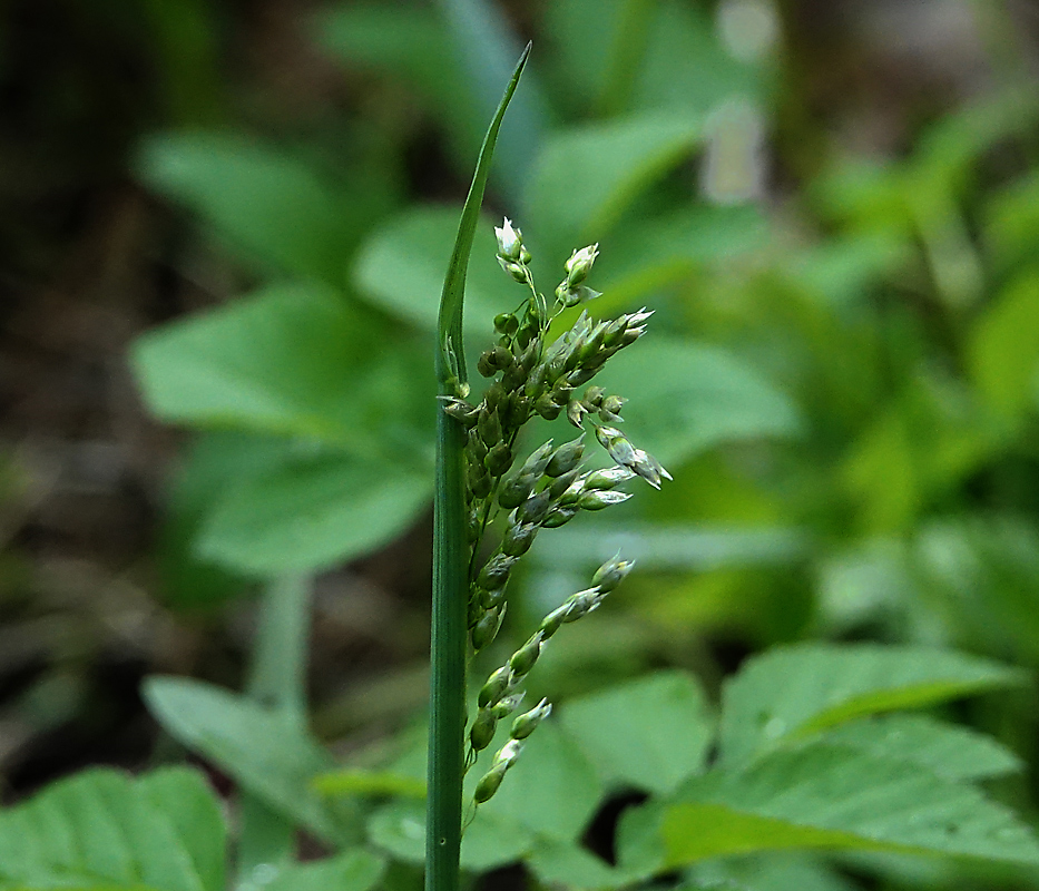 Image of Hierochloe odorata specimen.