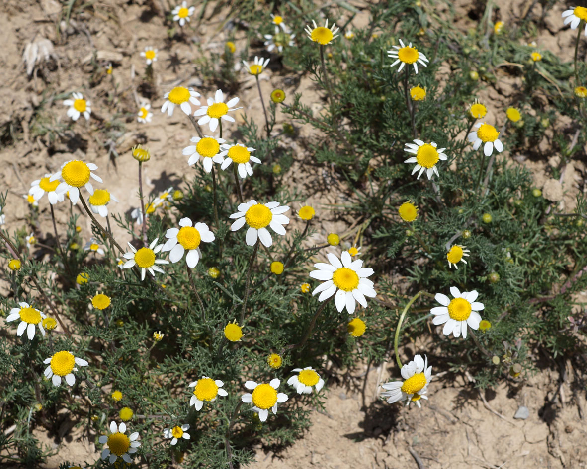 Image of genus Tripleurospermum specimen.