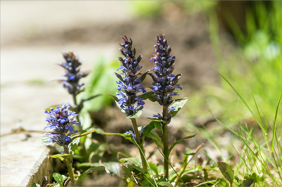 Image of Ajuga reptans specimen.