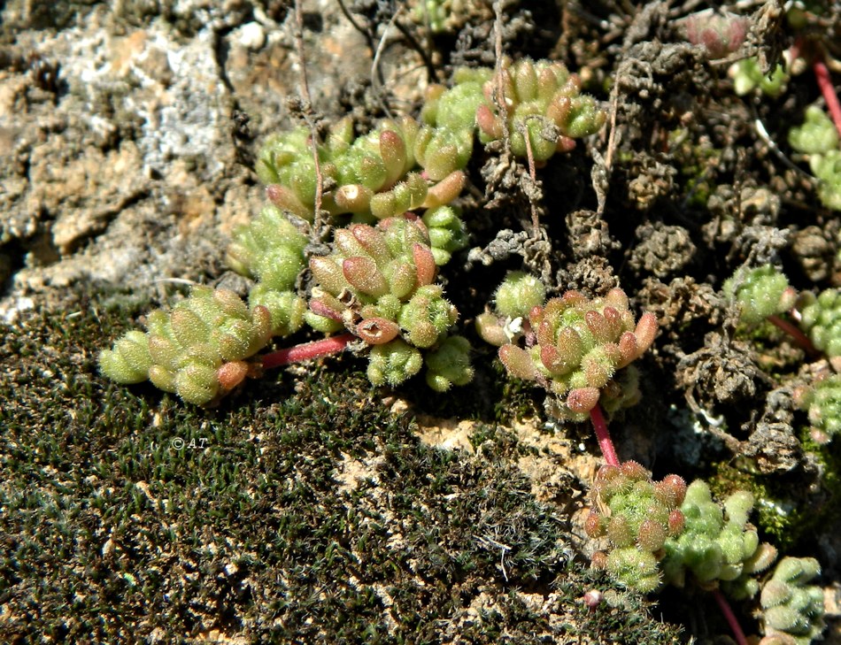 Image of Sedum hirsutum specimen.