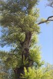 Populus alba. Средняя часть ствола старого дерева с кроной. Грузия, Горийский р-н, окр. с. Уплисцихе, парк. 01.05.2017.