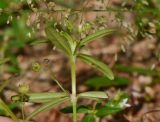 Hedyotis pterita. Верхушка веточки с бутонами и плодами. Таиланд, о-в Пхукет, курорт Карон, полоса зелёных насаждений вдоль пляжа. 18.01.2017.