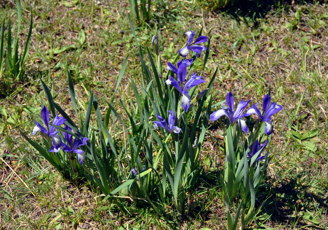 Изображение особи Iris lactea.