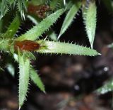 Saxifraga ascoldica. Листья. Приморский край, Ольгинский р-н, окр. с. Пермское, долина р. Аввакумовка на левом берегу, скала Чёртов Утёс, сухие скалы. 04.07.2017.