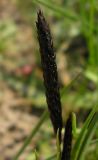 Carex melanostachya