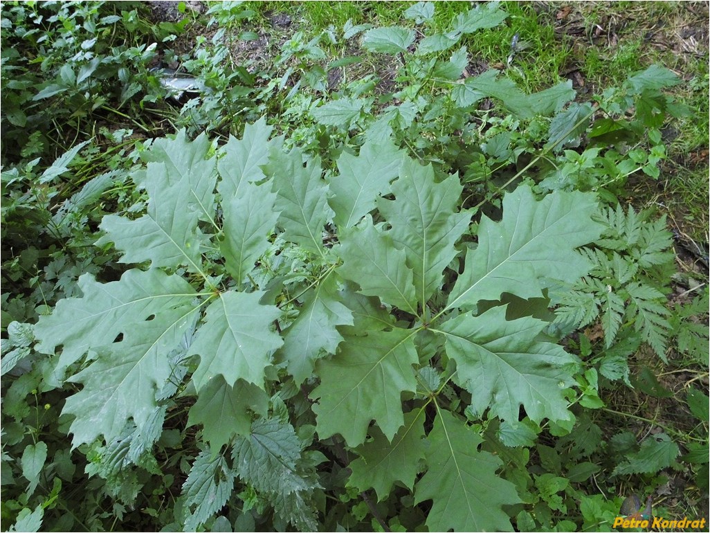 Image of Quercus rubra specimen.