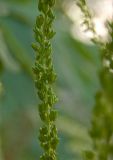 Aruncus sylvestris