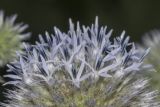 Echinops sphaerocephalus. Верхушка распускающегося соцветия. Саратов, обочина дороги. 23.07.2017.