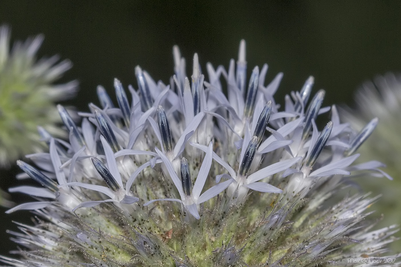 Изображение особи Echinops sphaerocephalus.