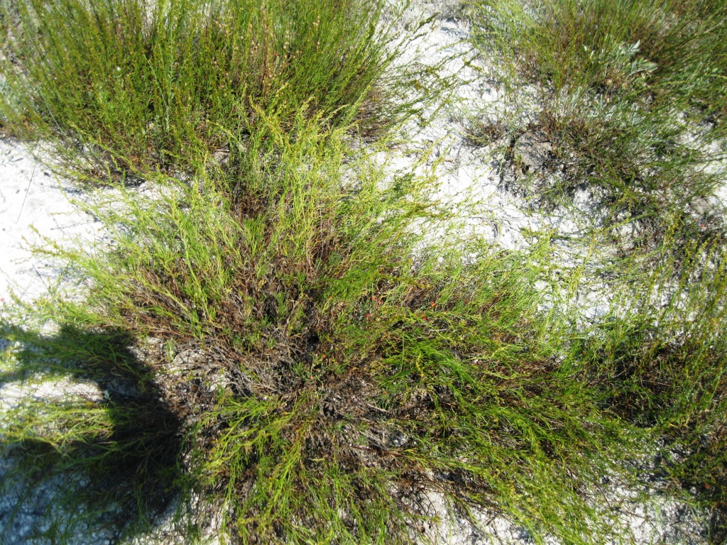 Image of Artemisia salsoloides specimen.