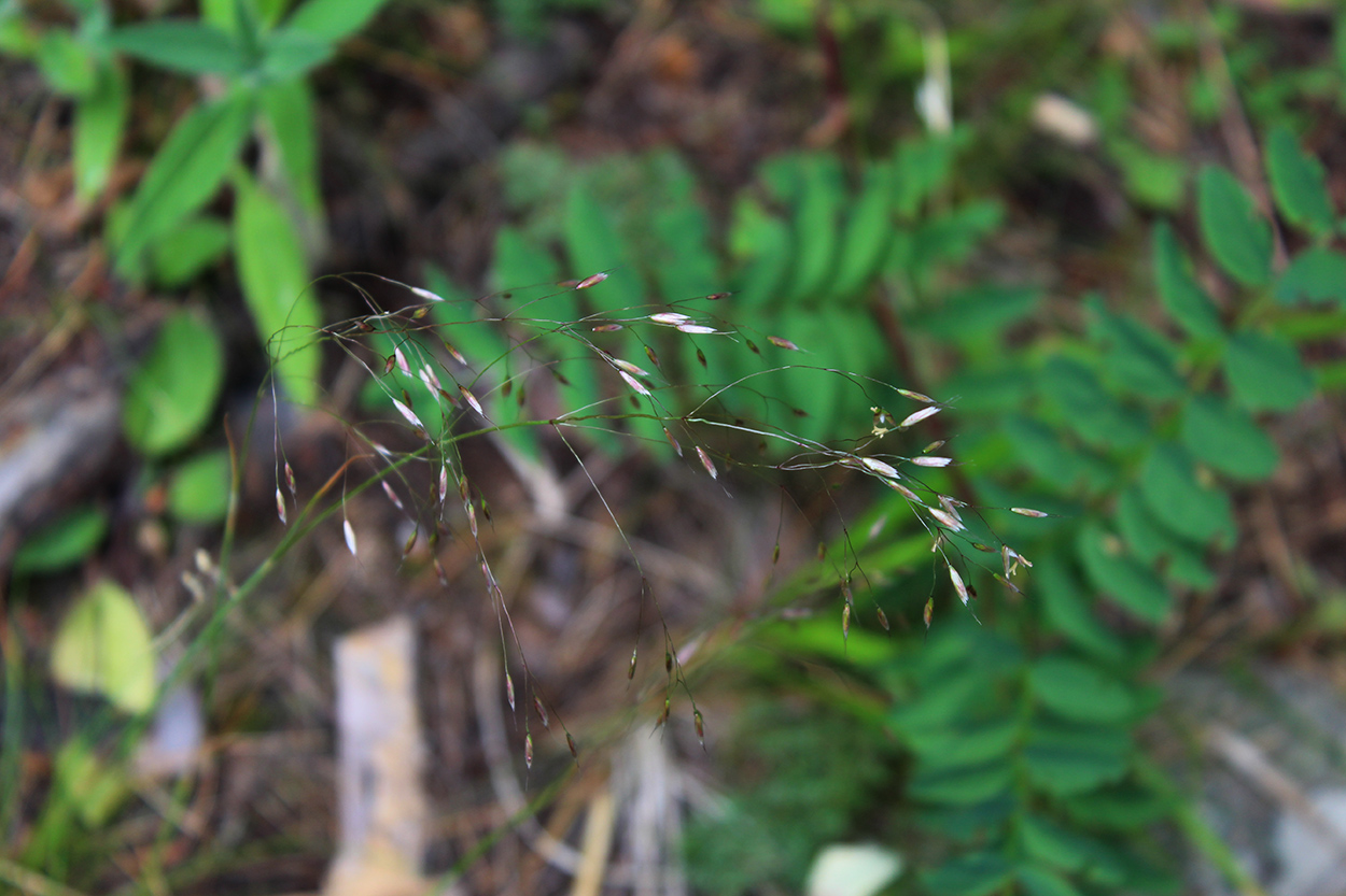 Image of Avenella flexuosa specimen.