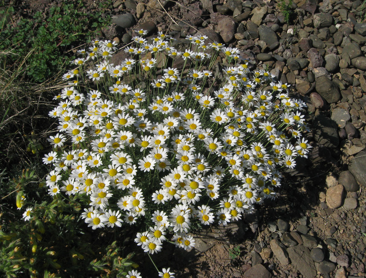 Image of Anthemis sterilis specimen.