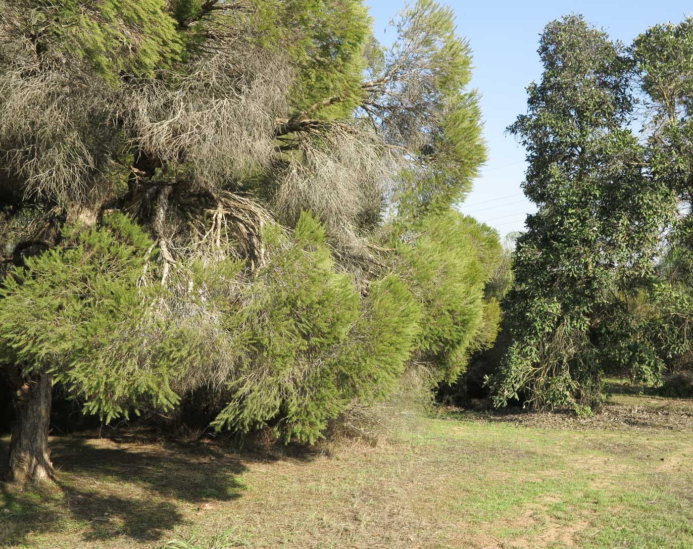 Image of Melaleuca halmaturorum specimen.