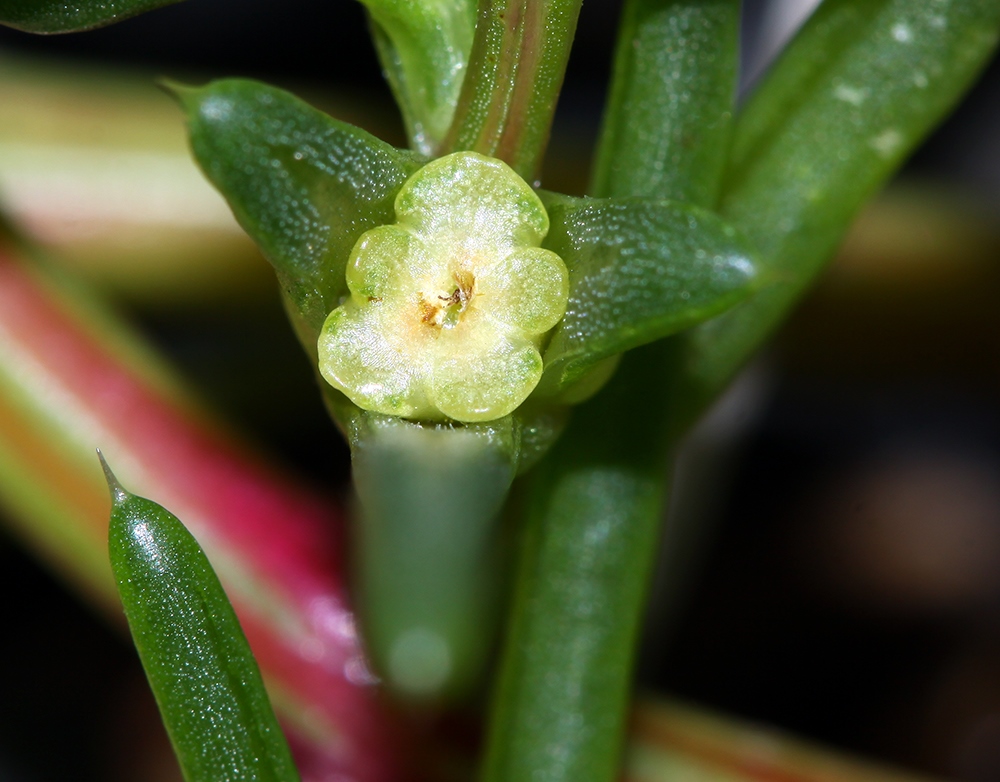 Image of Salsola komarovii specimen.