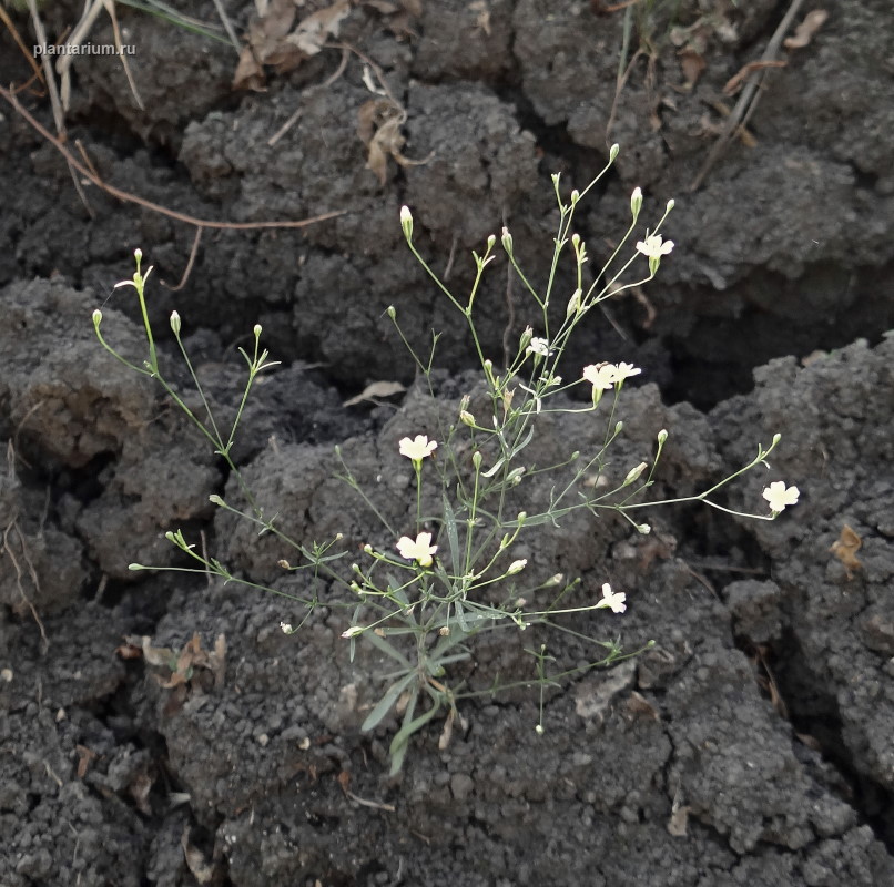 Изображение особи Psammophiliella muralis.