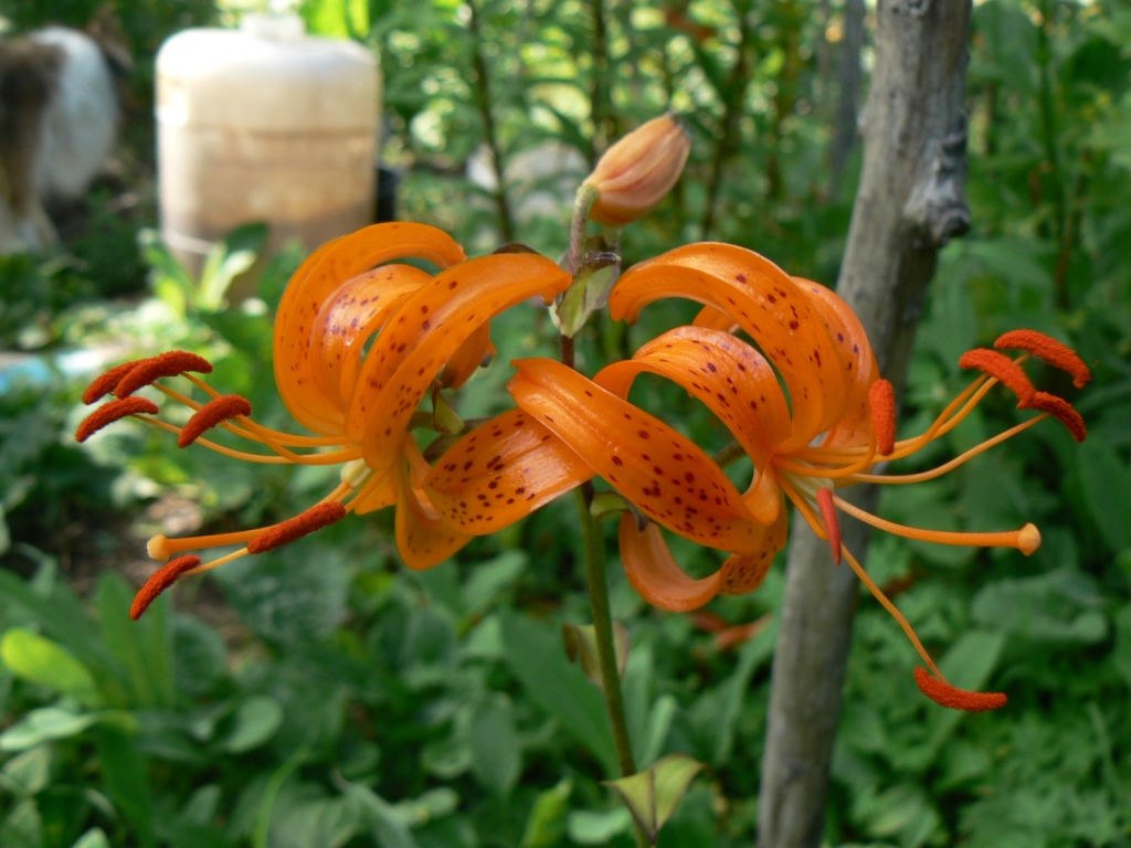 Изображение особи Lilium distichum.