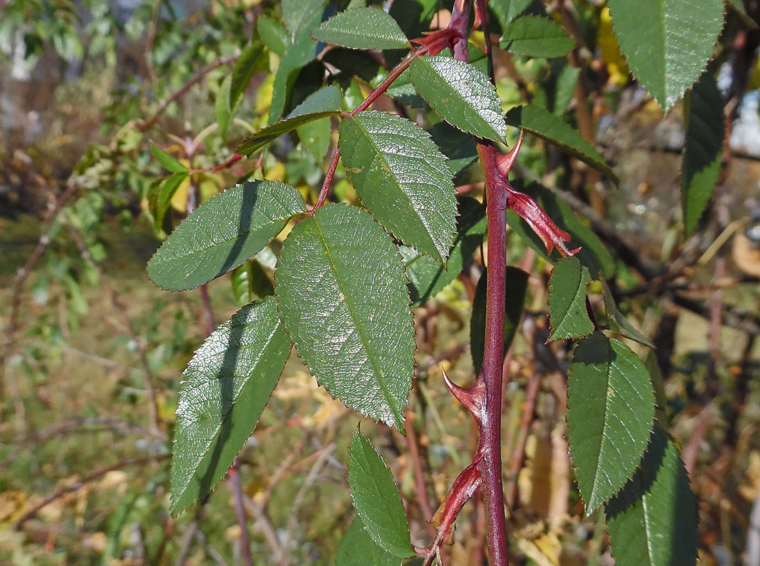 Изображение особи Rosa canina.