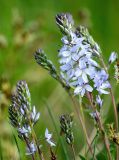 Veronica prostrata