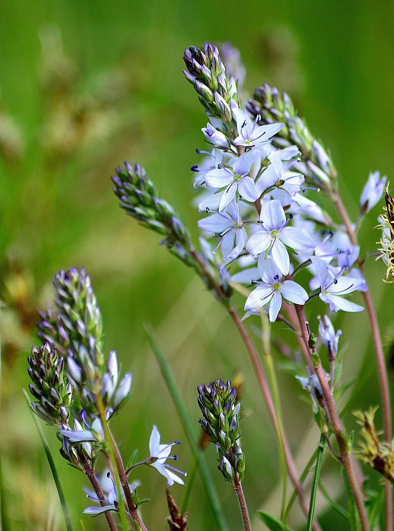 Image of Veronica prostrata specimen.