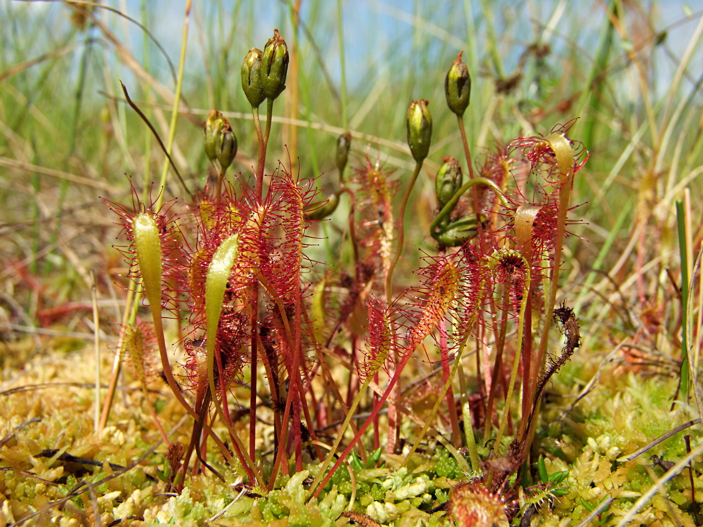 Изображение особи Drosera anglica.