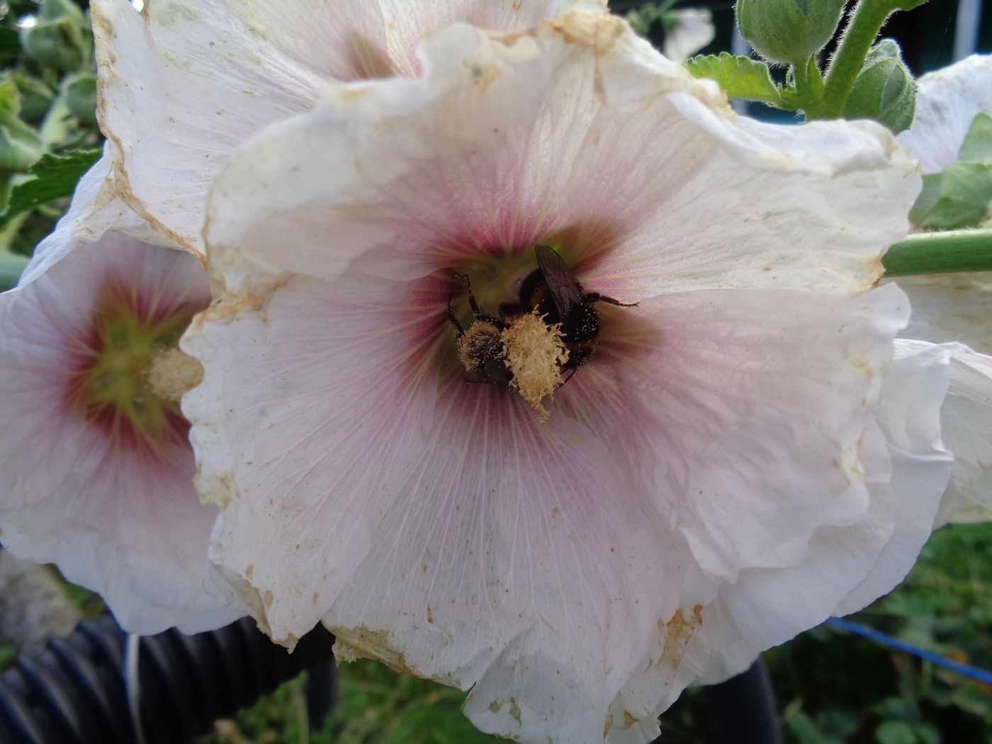 Image of Alcea rosea specimen.