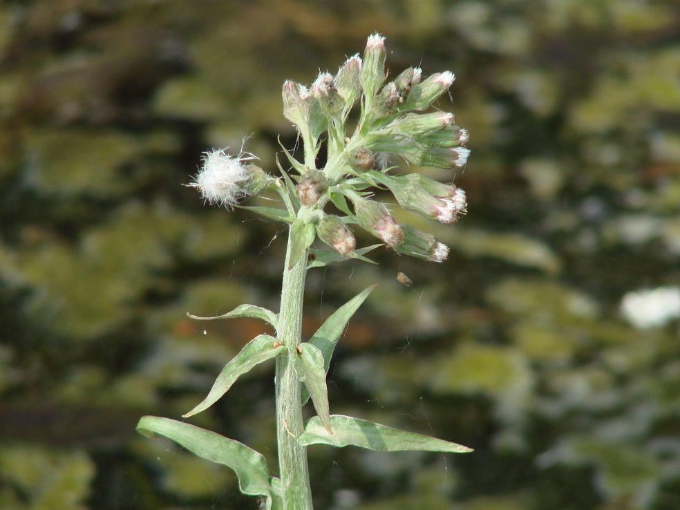 Image of Petasites frigidus specimen.