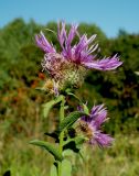 Centaurea abnormis