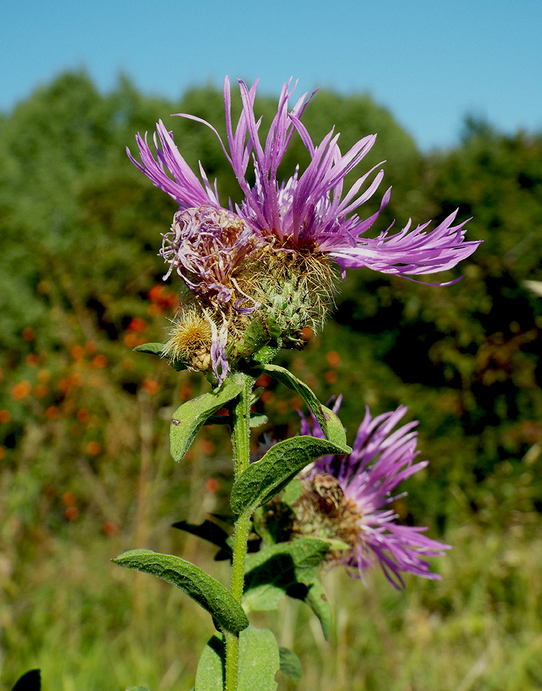 Изображение особи Centaurea abnormis.