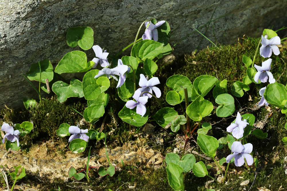 Image of Viola palustris specimen.