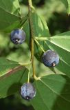 Celtis bungeana