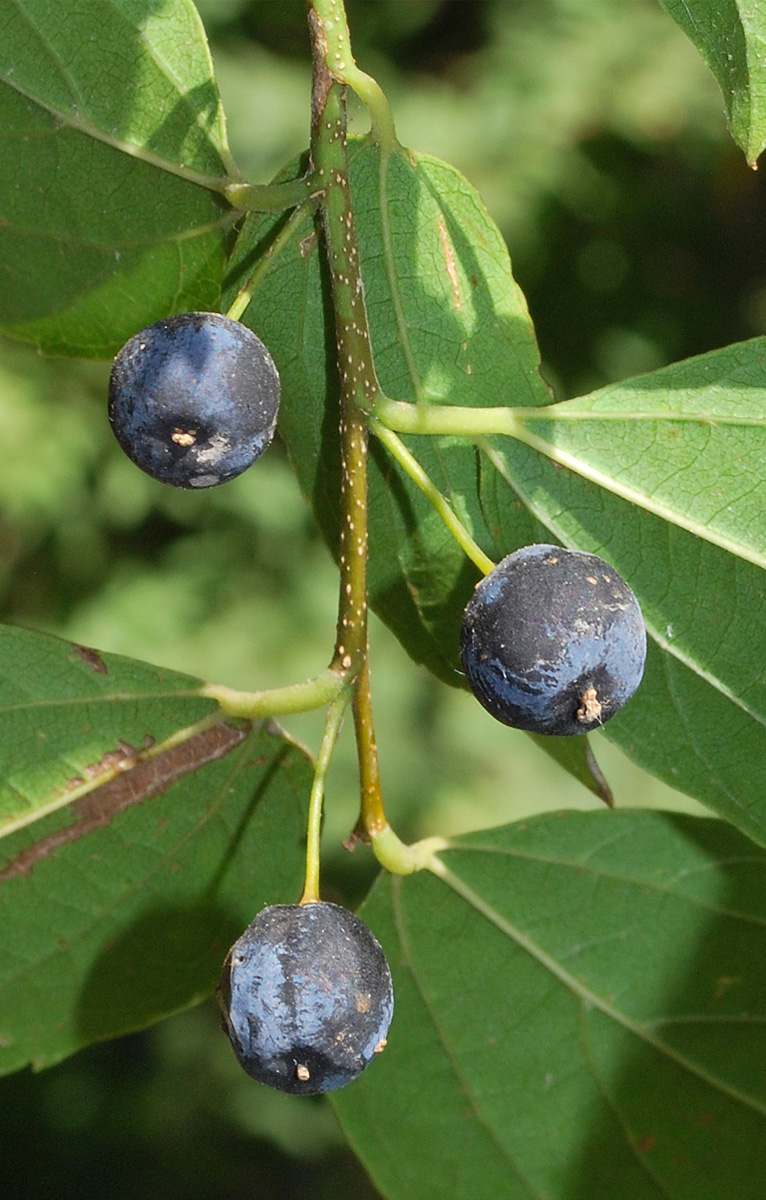 Image of Celtis bungeana specimen.