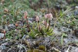 Tofieldia coccinea. Цветущее растение. Чукотка, побережье бухты Провидения. 01.08.2008.