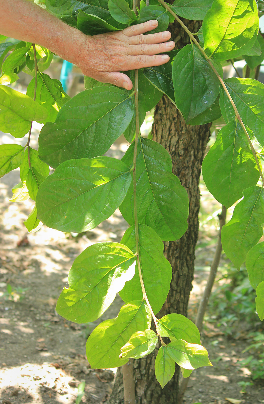 Image of Diospyros kaki specimen.