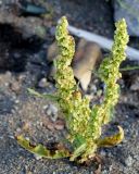 Rumex pseudonatronatus. Плодоносящее растение. Камчатский край, Усть-Камчатск, пос. 2-й завод, берег залива в р-не парома. 25.08.2016.