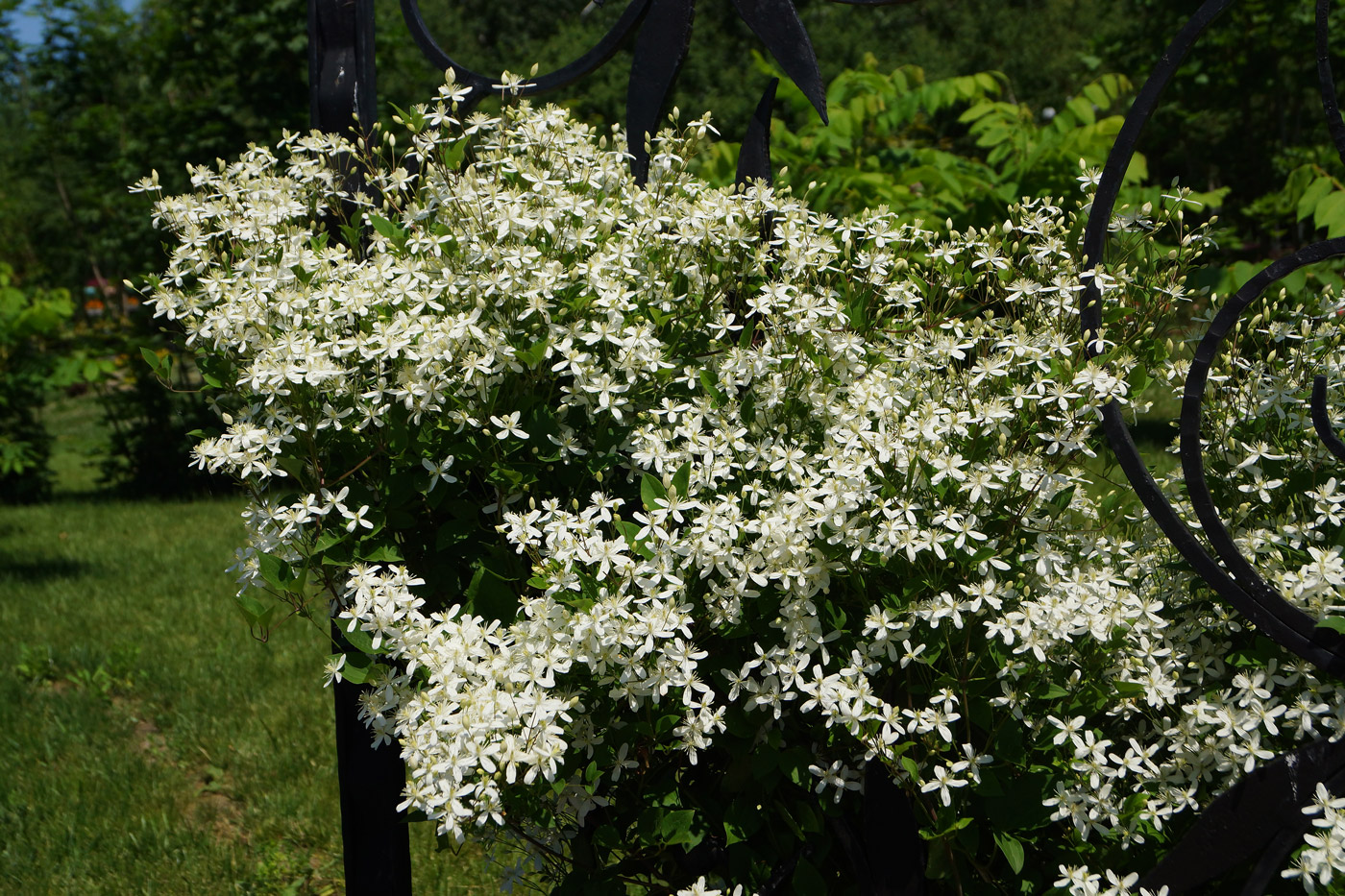 Изображение особи Clematis mandshurica.