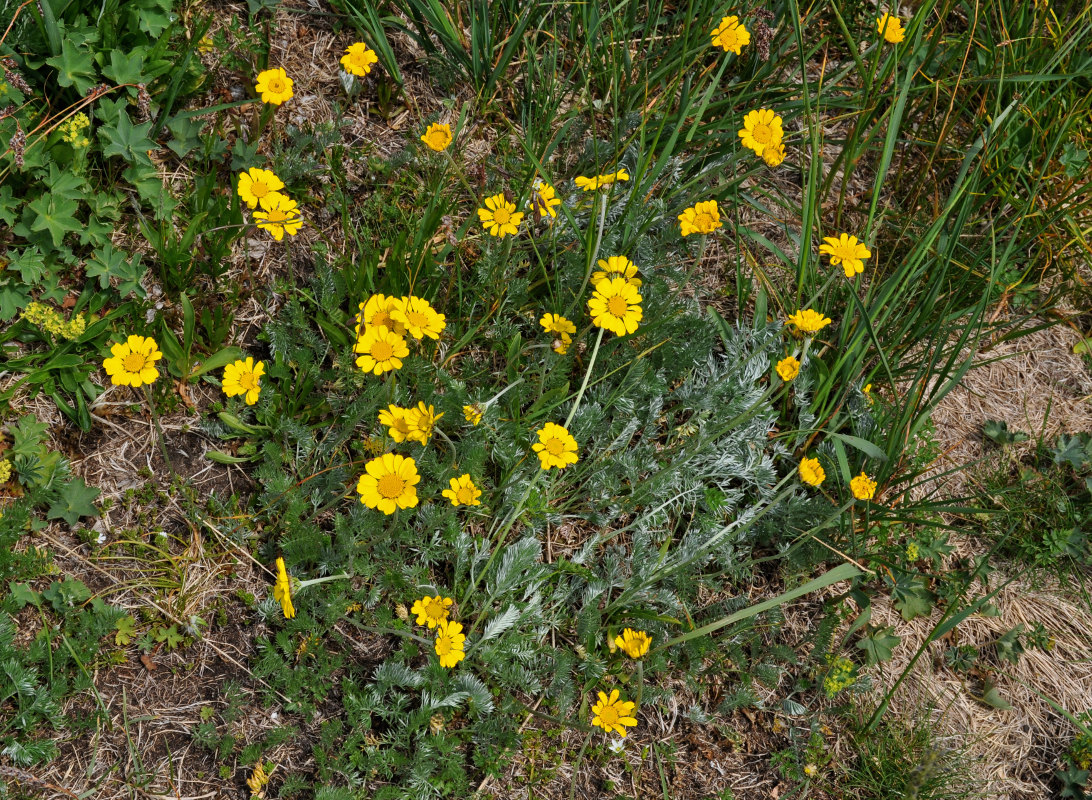 Image of Anthemis marschalliana ssp. pectinata specimen.