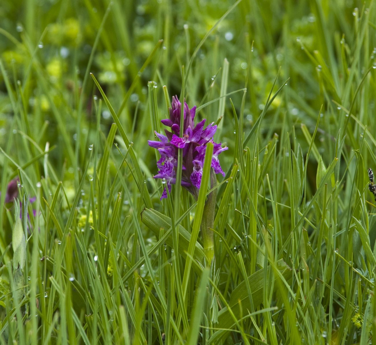 Image of Dactylorhiza euxina specimen.