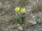 Papaver nudicaule. Цветущие растения. Иркутская обл., Ольхонский р-н, побережье Малого Моря, окр. оз. Сурхайтор-Нур, галечник. 13.07.2017.