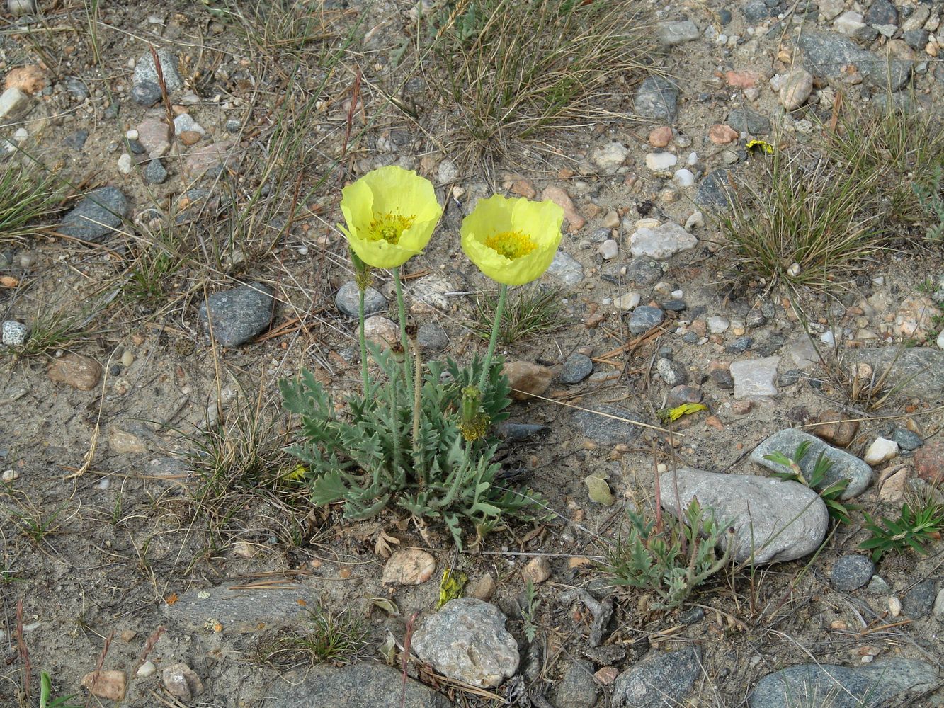 Изображение особи Papaver nudicaule.