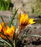 Crocus olivieri подвид balansae. Цветок (сорт 'Orange Monarch'), вид сбоку. Краснодарский край, г. Усть-Лабинск, на приусадебном участке. 08.03.2018.